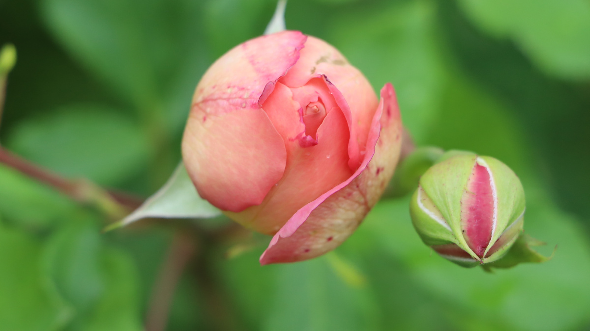 Главный сигнал для подкормки - активный рост новых побегов с бутонами