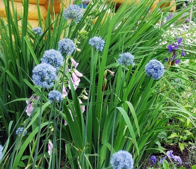 Allium coeruleum в саду (фотография Анны Петровичевой)