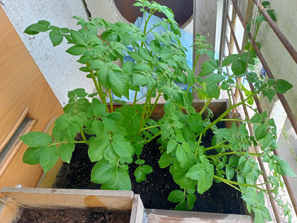 Картофель в ящике на балконе