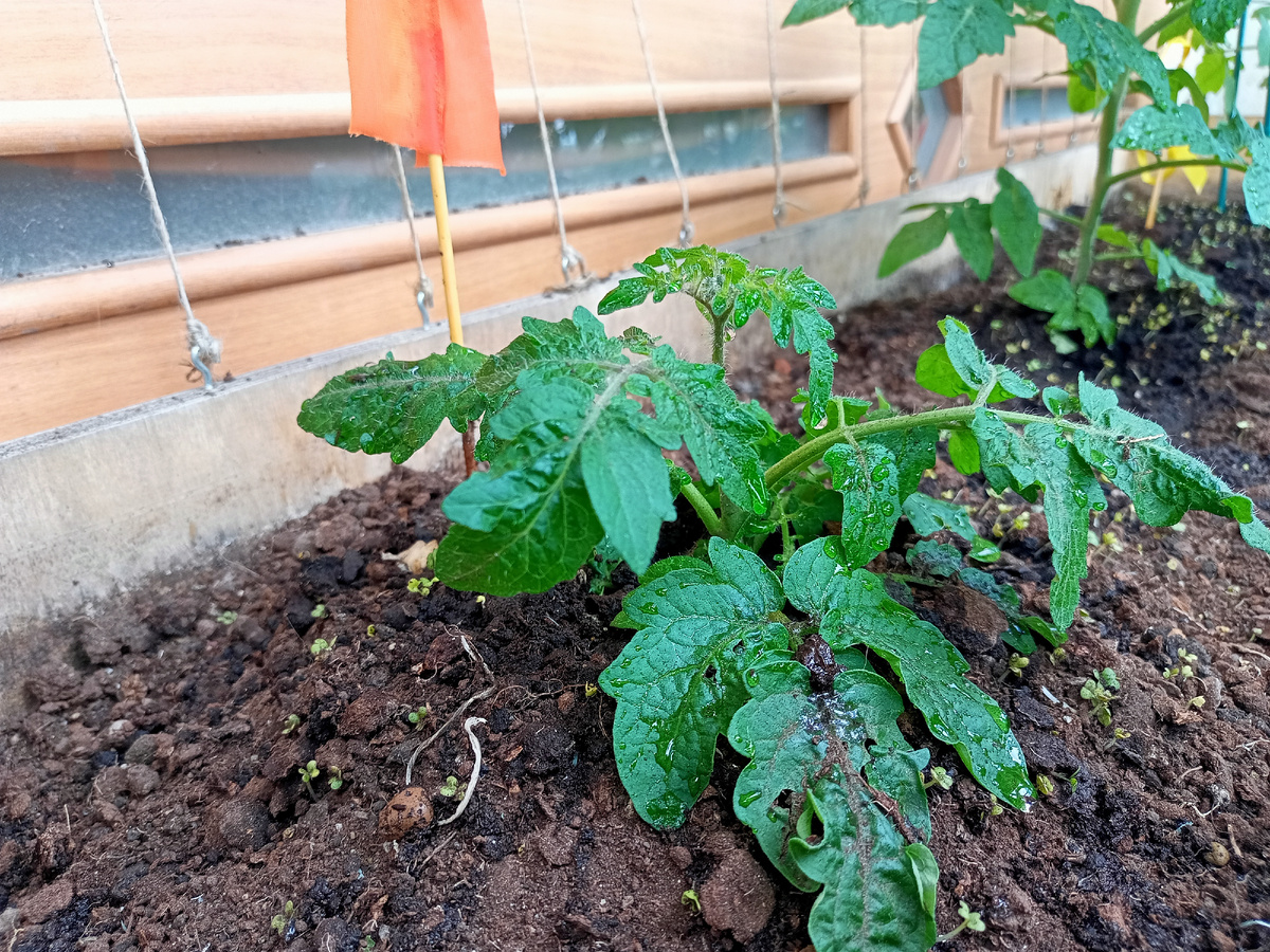 Отломанный птицами томат