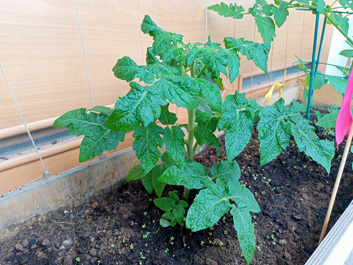 Томат на балконе