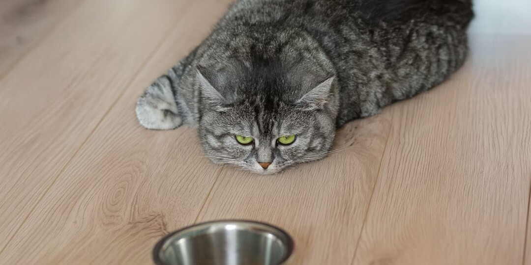 Почему кошкам опасно голодать больше суток — особенно если она в группе риска