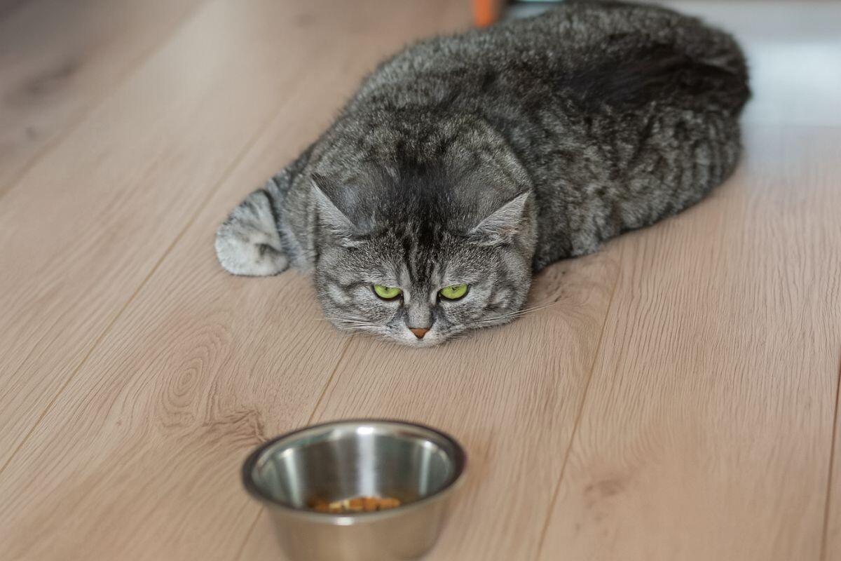 Кот рядом с миской 