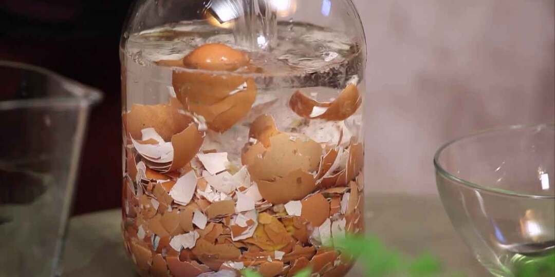 Уксус и яичная скорлупа подкормка для растений .