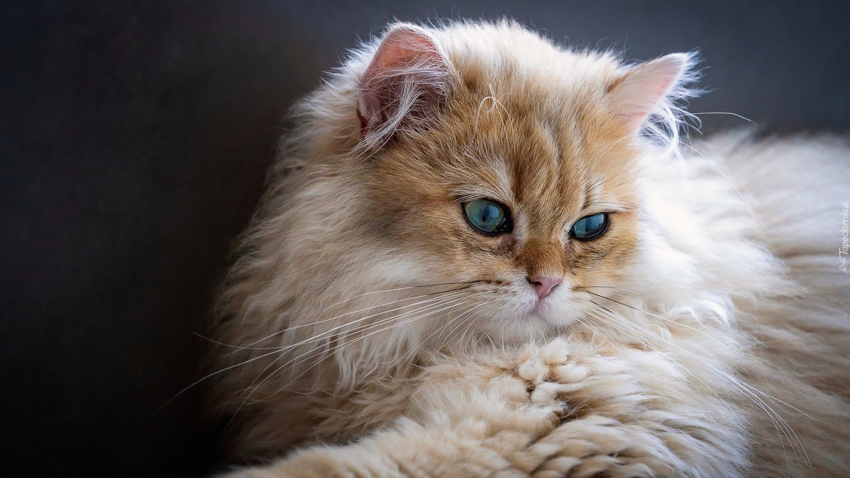 Фото с сайта: https://www.tapeciarnia.pl/kot_brytyjski_dlugowlosy?st=1
