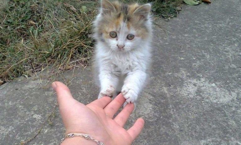 🐱С чего начать и что делать, если вы приютили уличную кошку