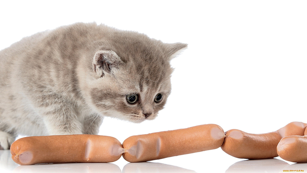 Фото с сайта: https://artfile.me/download/zhivotnye-koty-kotenok-sosiski-milyj-1175512/1920x1080
