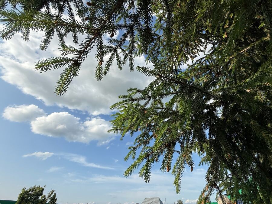 Прекрасный июльский день 