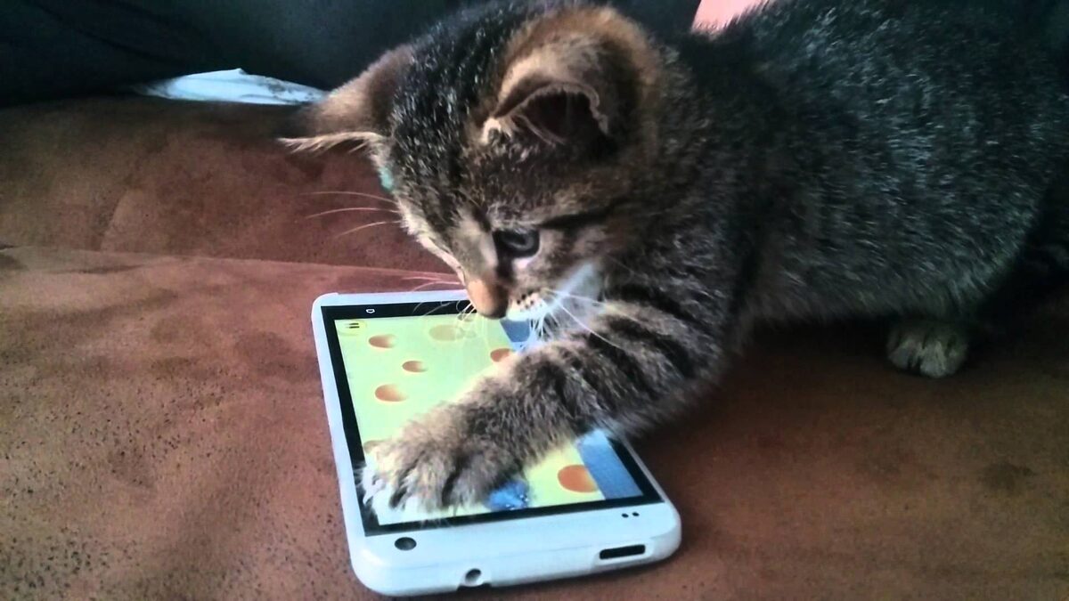 Фото с сайта: https://imgflip.com/memetemplate/110946182/cat-smartphone