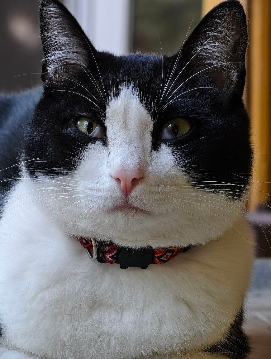 третье веко у кота, июль 2025