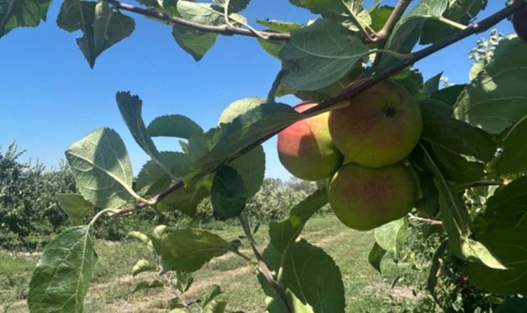    Фото: Минсельхоз Ставропольского края
