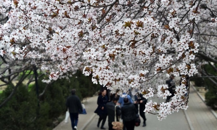    В Шаньдуне открылся летний лагерь «Мост китайского языка» для школьников из Санкт-Петербурга