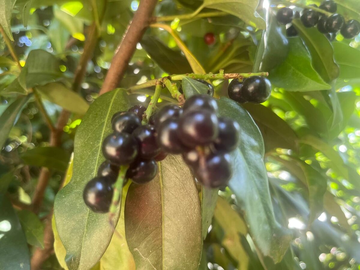 Фото: пресс-служба Сочинского географического общества  📷
