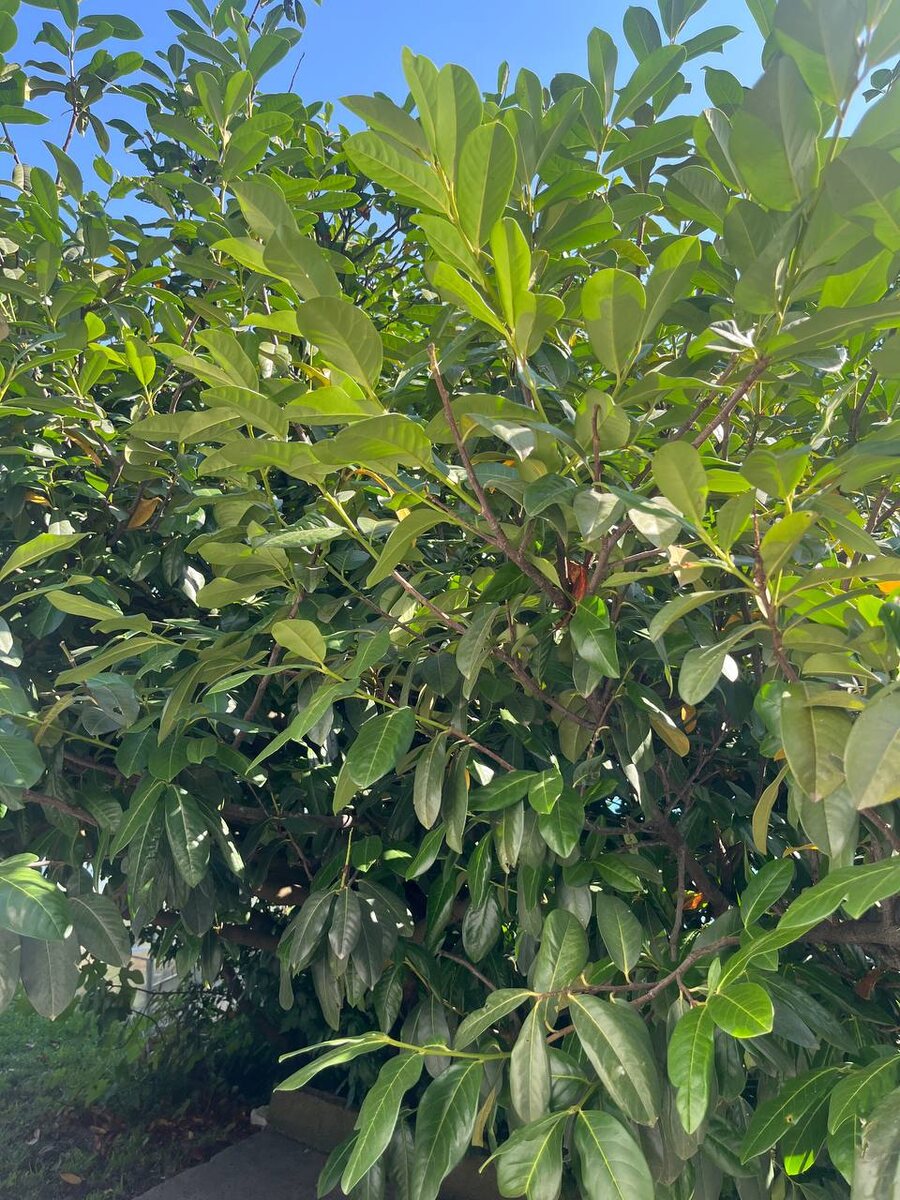 Фото: пресс-служба Сочинского географического общества  📷
