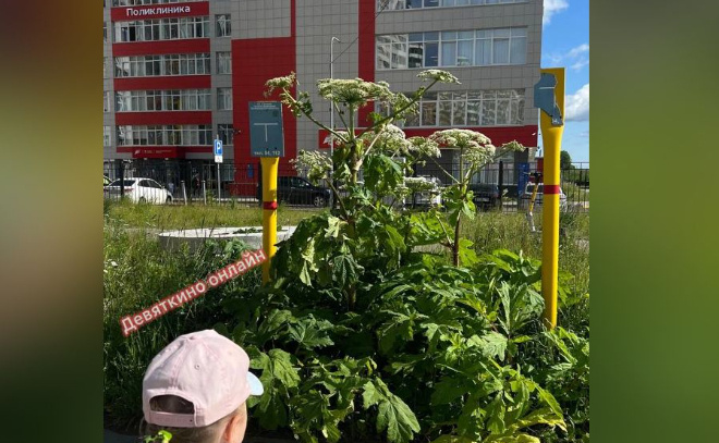    © Telegram-канал «Девяткино online | Мурино»