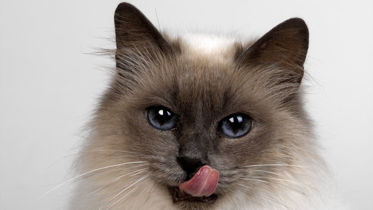 Фото с сайта: https://telemetr.me/content/incrediblefactstg/post/173/