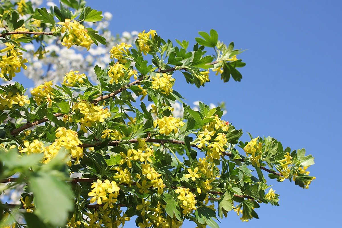 anRmih / Shuttersock / FOTODOM📷Чтобы собрать богатый урожай, попробуйте высаживать рядом несколько кустов йошты разных сортов для активного перекрестного опыления