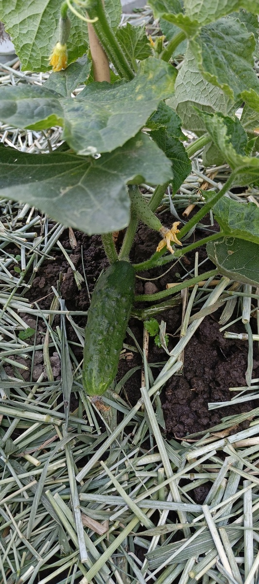 Наконец-то появился первый огурец. (Мы его уже съели, ждем следующий)