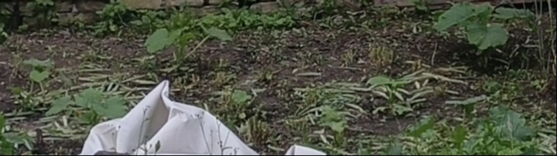 Вот они, укрывают землю между кабачками и тыквами, которые собираются раскрывать первые цветочки 