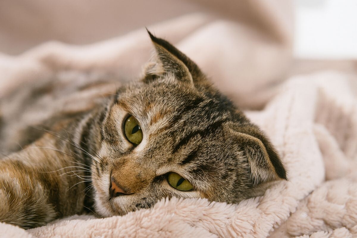 Грустный кот 