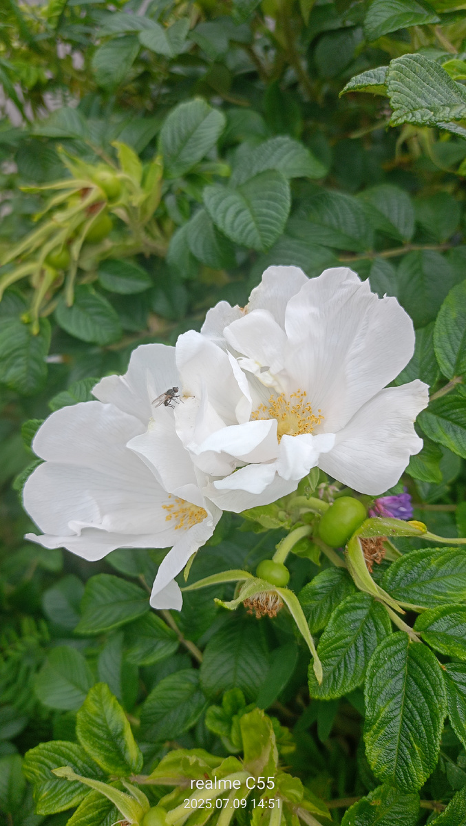 Этот нежный с мушкой