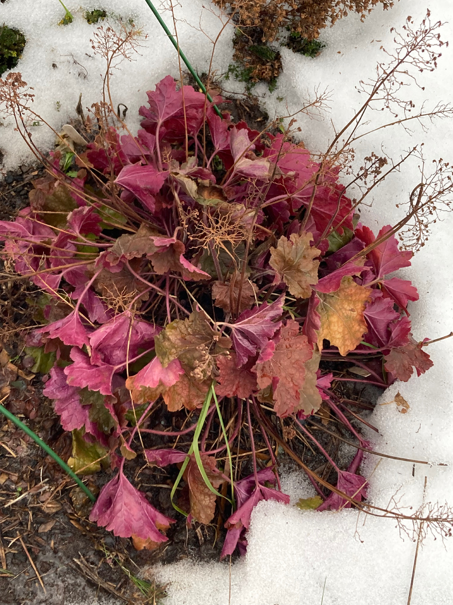 Февраль 2025 года, фото мое