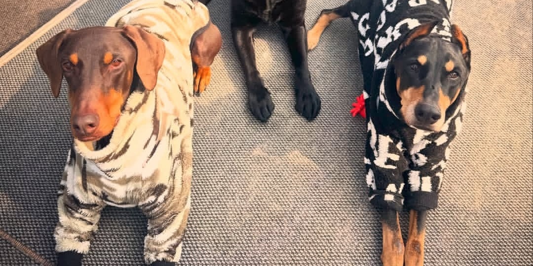 Знакомьтесь: Бель - подружка Бама - питомца Чон Чонгука из BTS и её хозяин. Его аккаунт/страница в запрещённой соцсети.