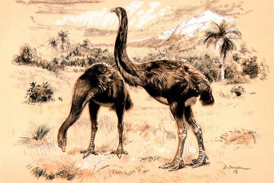 Зденек Буриан. Динорнис. Изображение из интернета