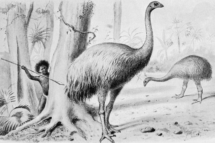 Охота на моа. Изображение из интернета