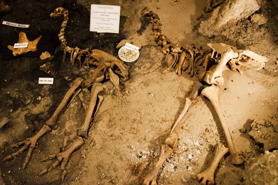 Ископаемые кости моа. Фотография из интернета