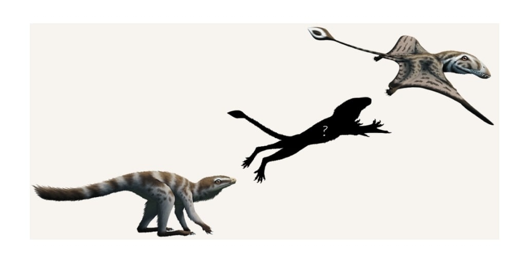 Склеромохл был одним из звеньев птерозавроморфов на пути к настоящим птерозаврам.