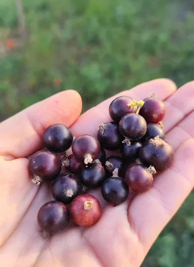 2 продукта, которые снижают воспаление и активность аутоиммунитета