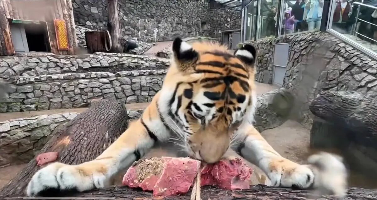    Фото: скриншот пресс-службы Ленинградского зоопарка