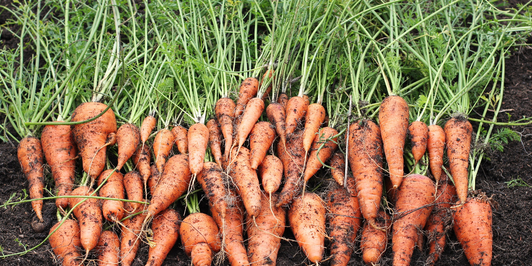 🔥 Ложка марганцовки под корень — и морковь растет ровная, крупная, без червоточин! Секрет из советских учебников