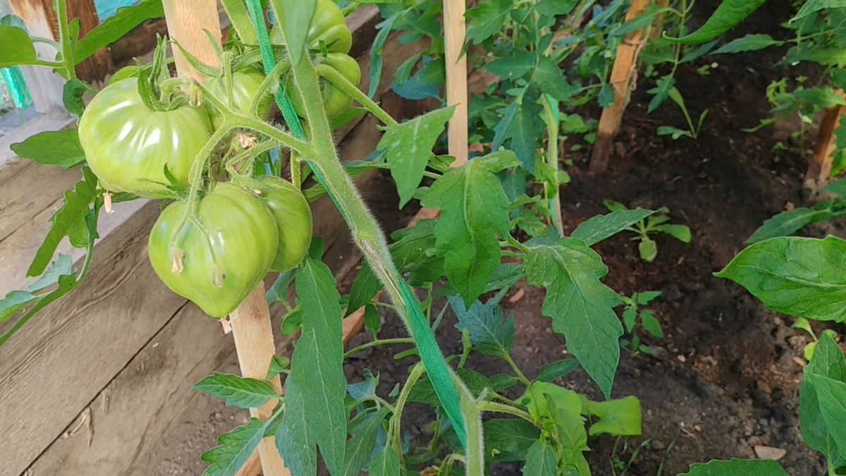 Фото автора.