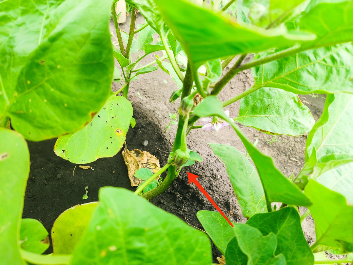 Стрелочкой указала малюсенький баклажан! Он сперва цвёл, а потом там тёмненькая попка появилась