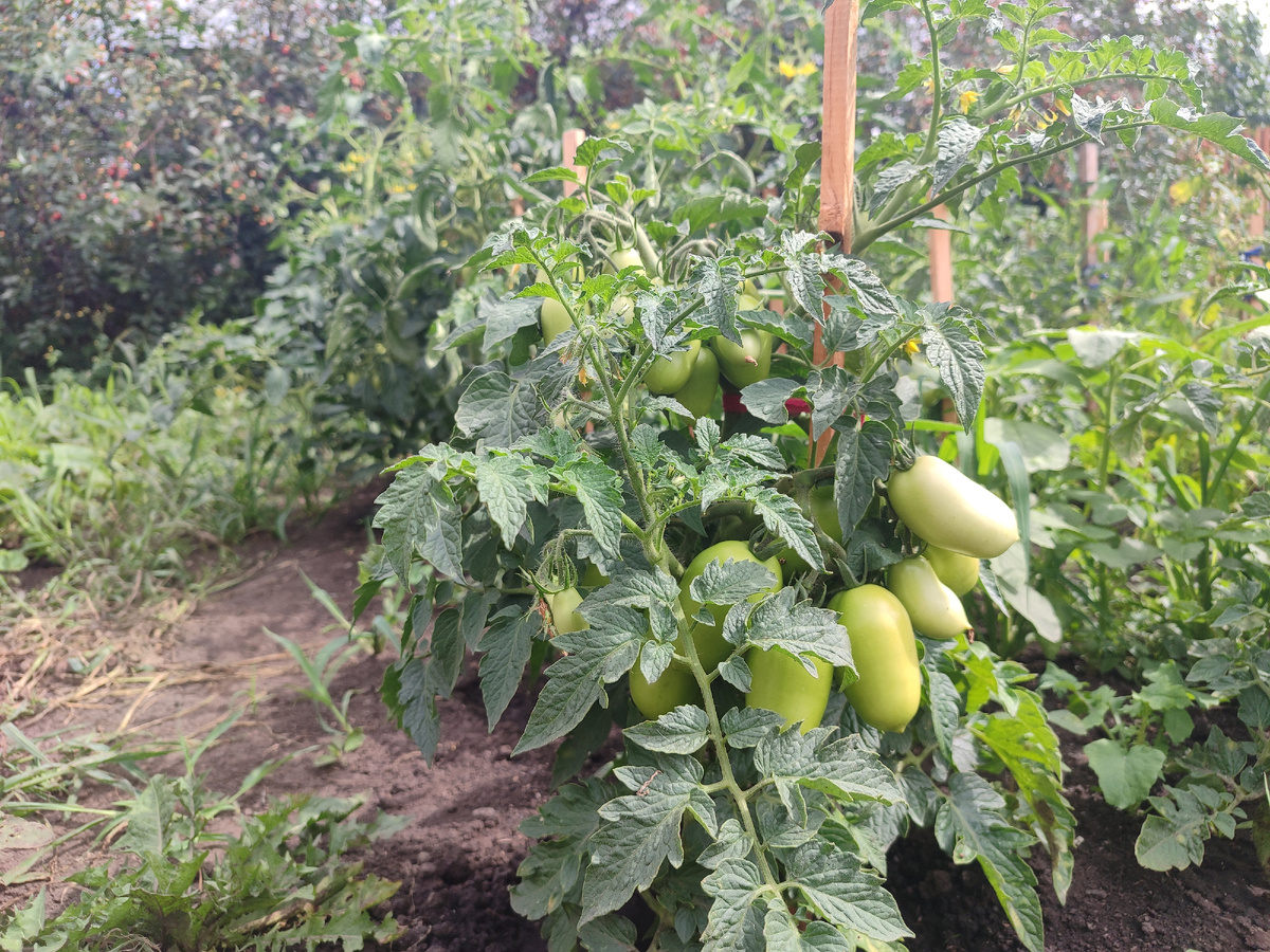 Помидоры, из тех, что не пострадали, по крайней мере, видимых повреждений не нашли