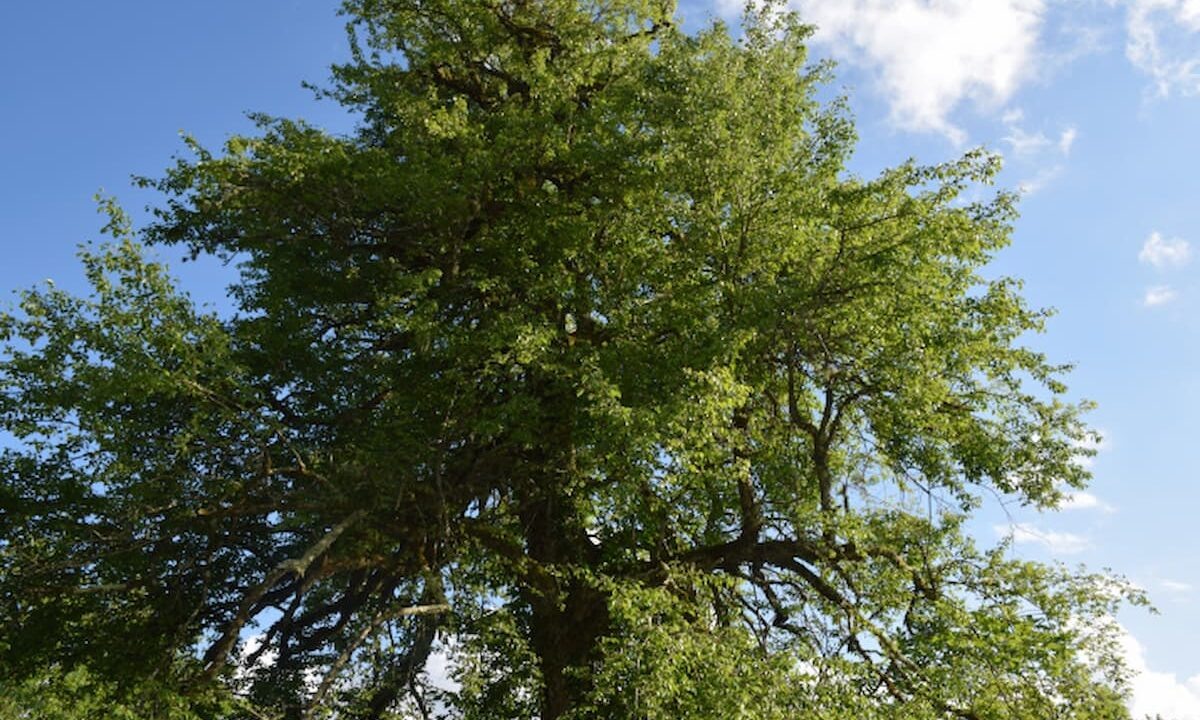    Фото пресс-службы Всероссийской общественной организации РГО