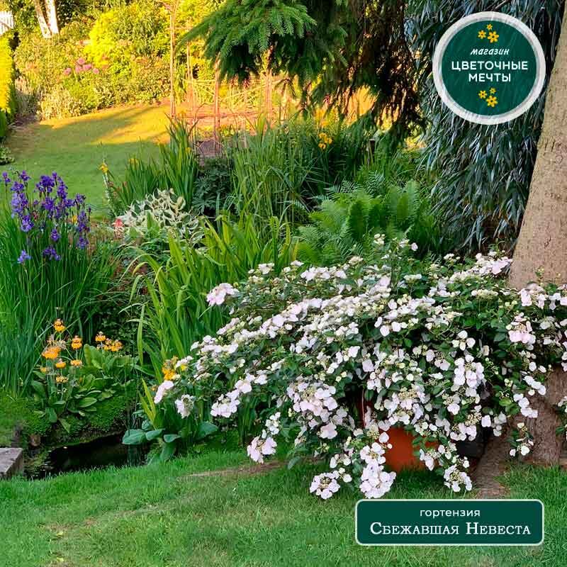 Гортензия Сбежавшая невеста (Runaway Bride)