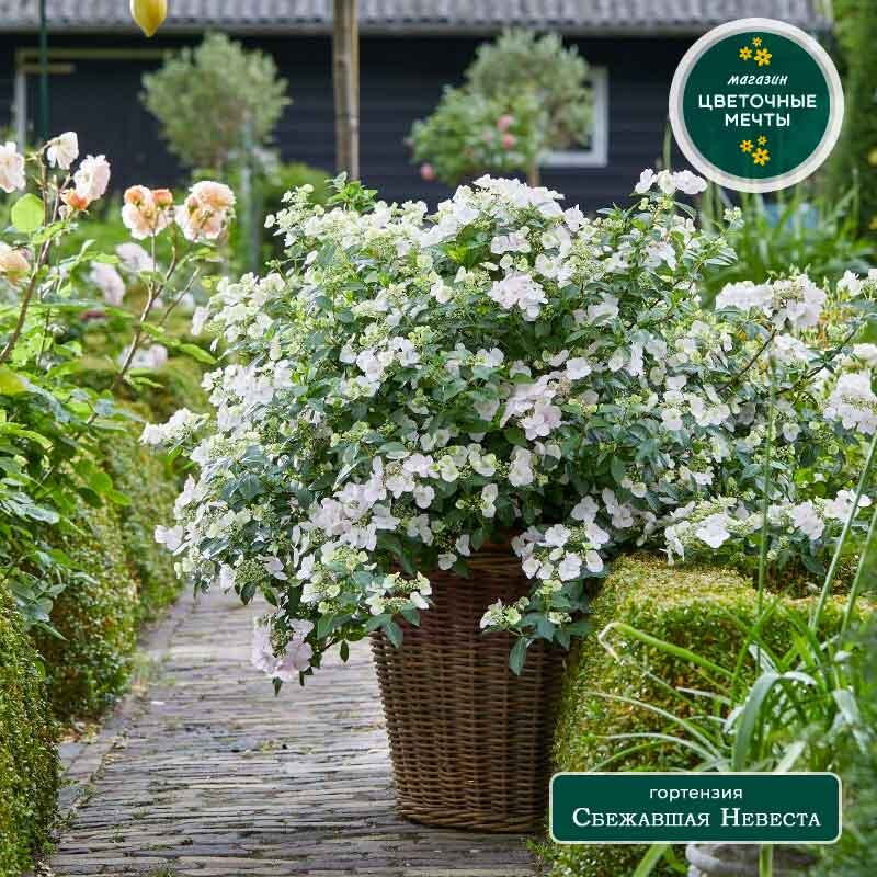 Гортензия Сбежавшая невеста (Runaway Bride)