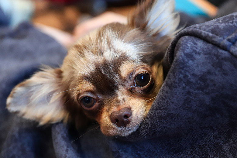    Razmik Zackaryan/Global Look Press