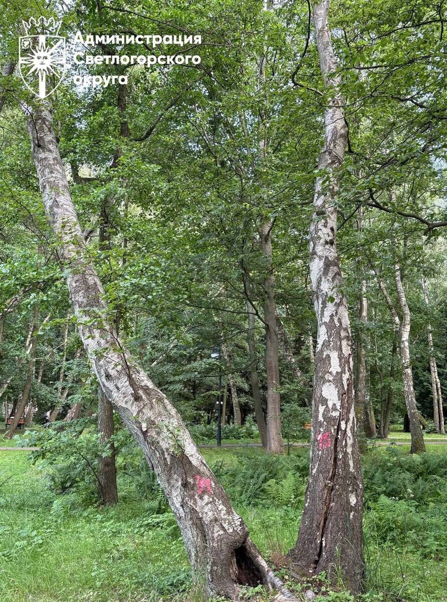 Фото: тг-канал "Светлогорский городской округ"