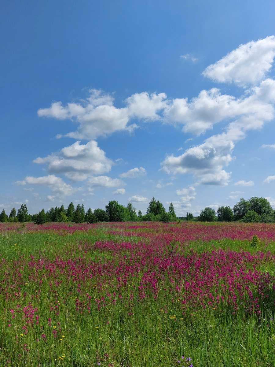 Поле и цветы - это прекрасно в свете утреннего солнца, и совершенно неважно, что на улице прохладно