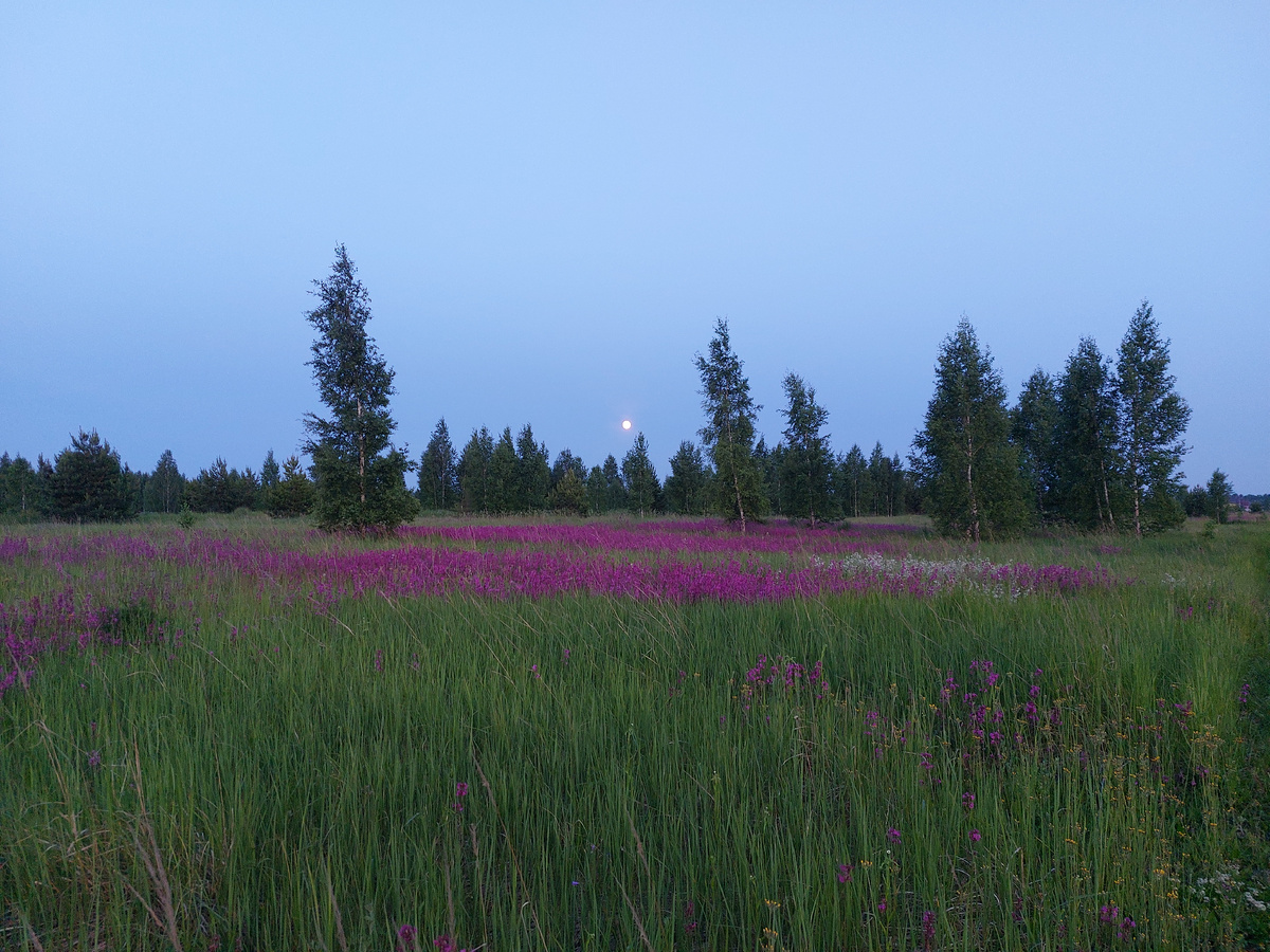 И в сумерках, при свете луны и температуре 10-12 градусов это всё равно лето, красота, свежесть и цветение!