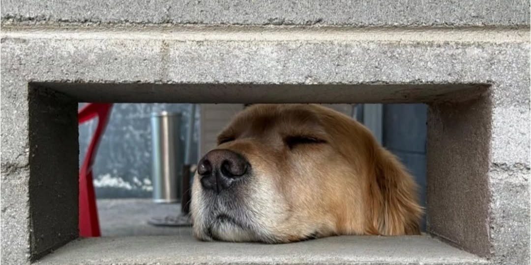 Тэхён (Ви) BTS посещает лагерь-питомник Бама вместе с Чонгуком?