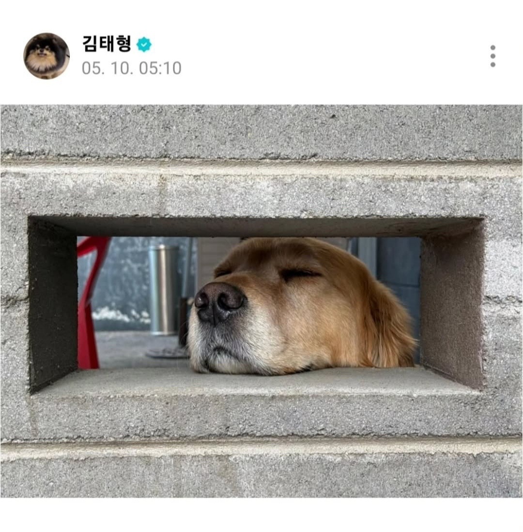 Тэхён выложил фото собаки