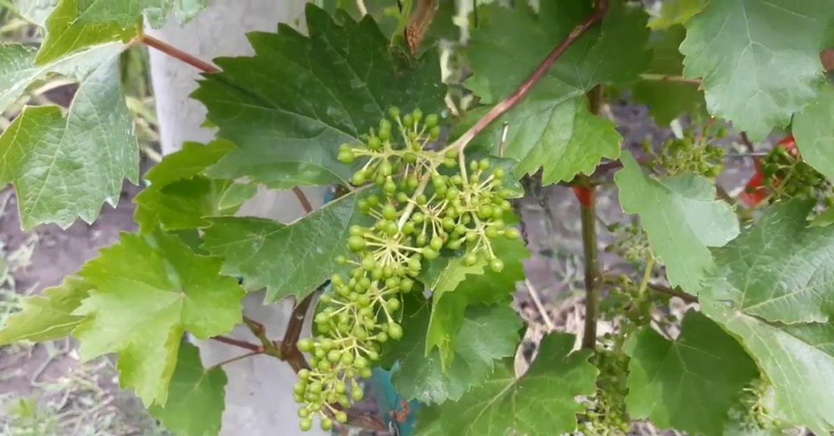 Проводим процедуры и ждем вкусный виноград.