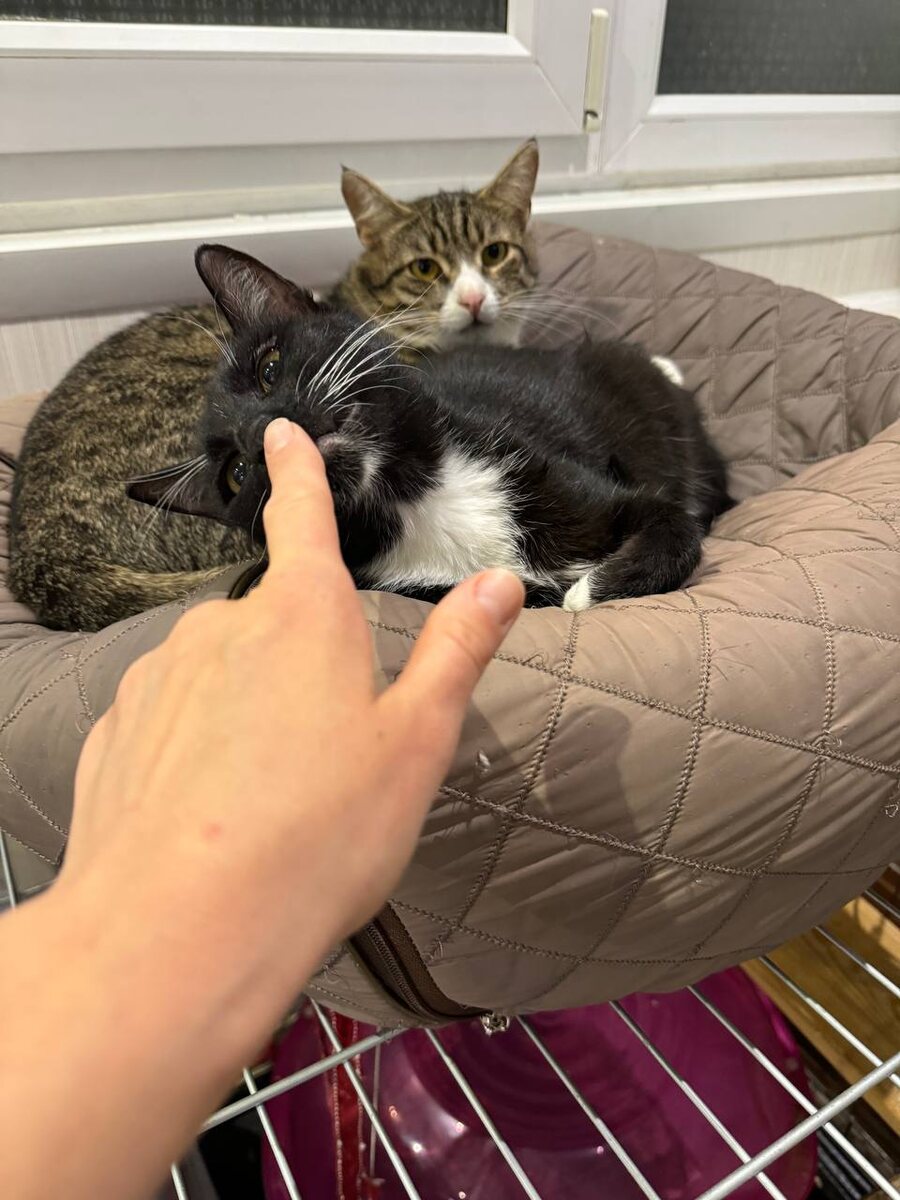 Вообще за такой соседкой как за каменной стеной)))