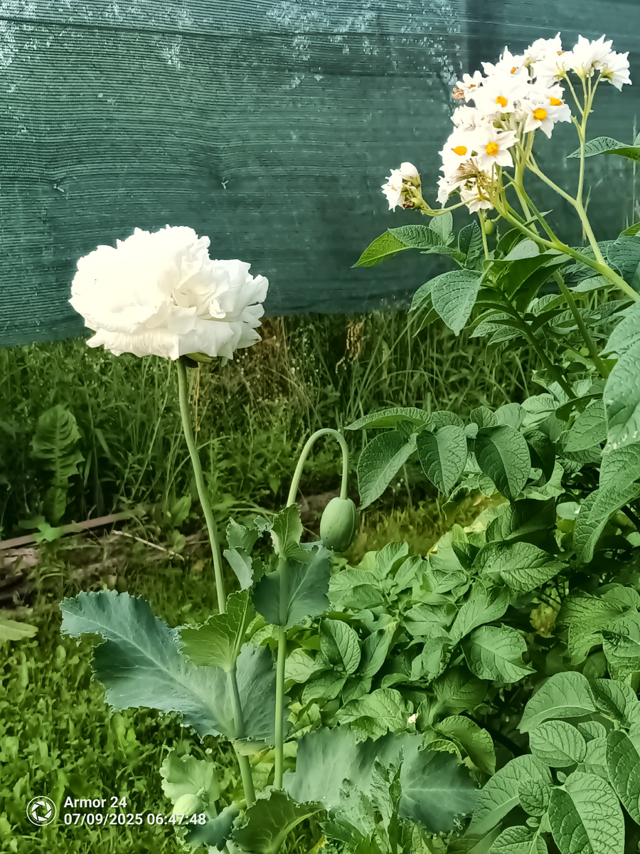 Пионовидный мак и картошка обыкновенная.