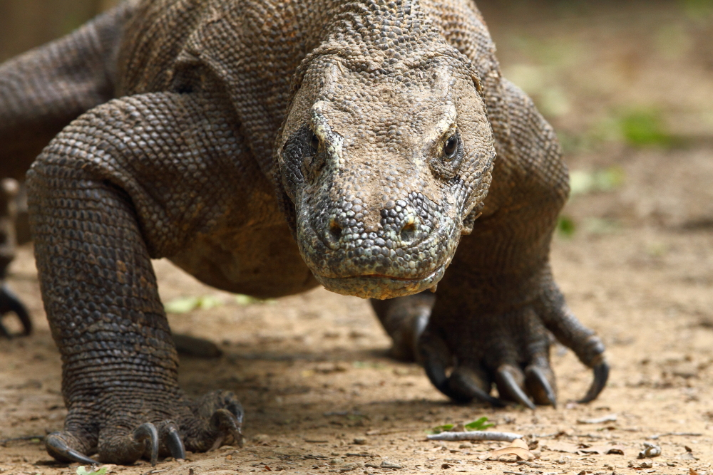 Фото живого дракона (Komodo Dragon)